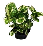 Variegated Money Plant online delivery with free shipping