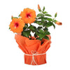 Tropical Hibiscus Plant  - Expressluv.in